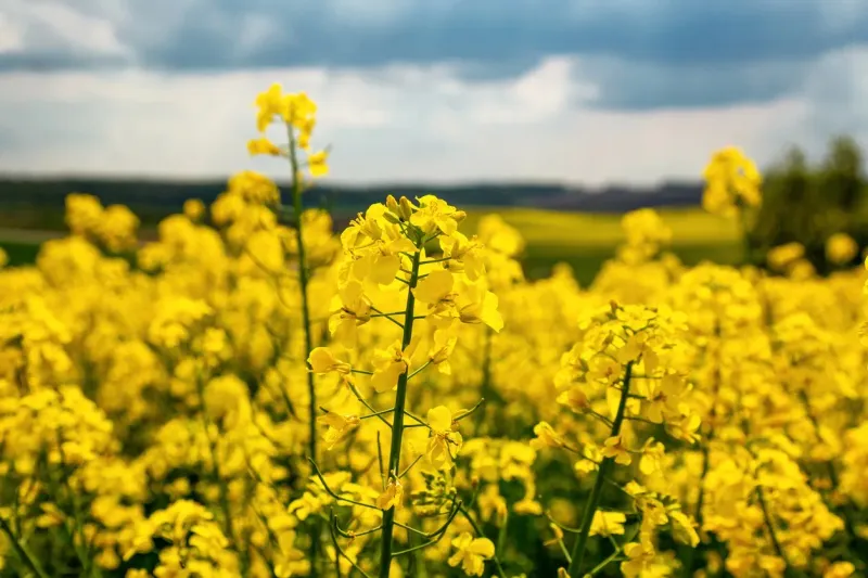 AgFunder Exclusive: Biographica raises $9.5m for AI-driven crop design, unveils partnership with BASF