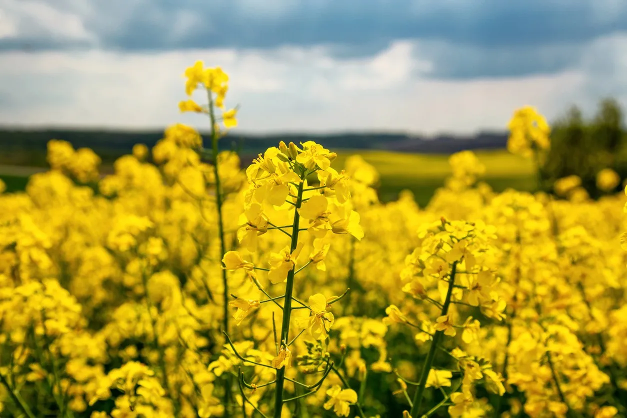 AgFunder Exclusive: Biographica raises $9.5m for AI-driven crop design, unveils partnership with BASF