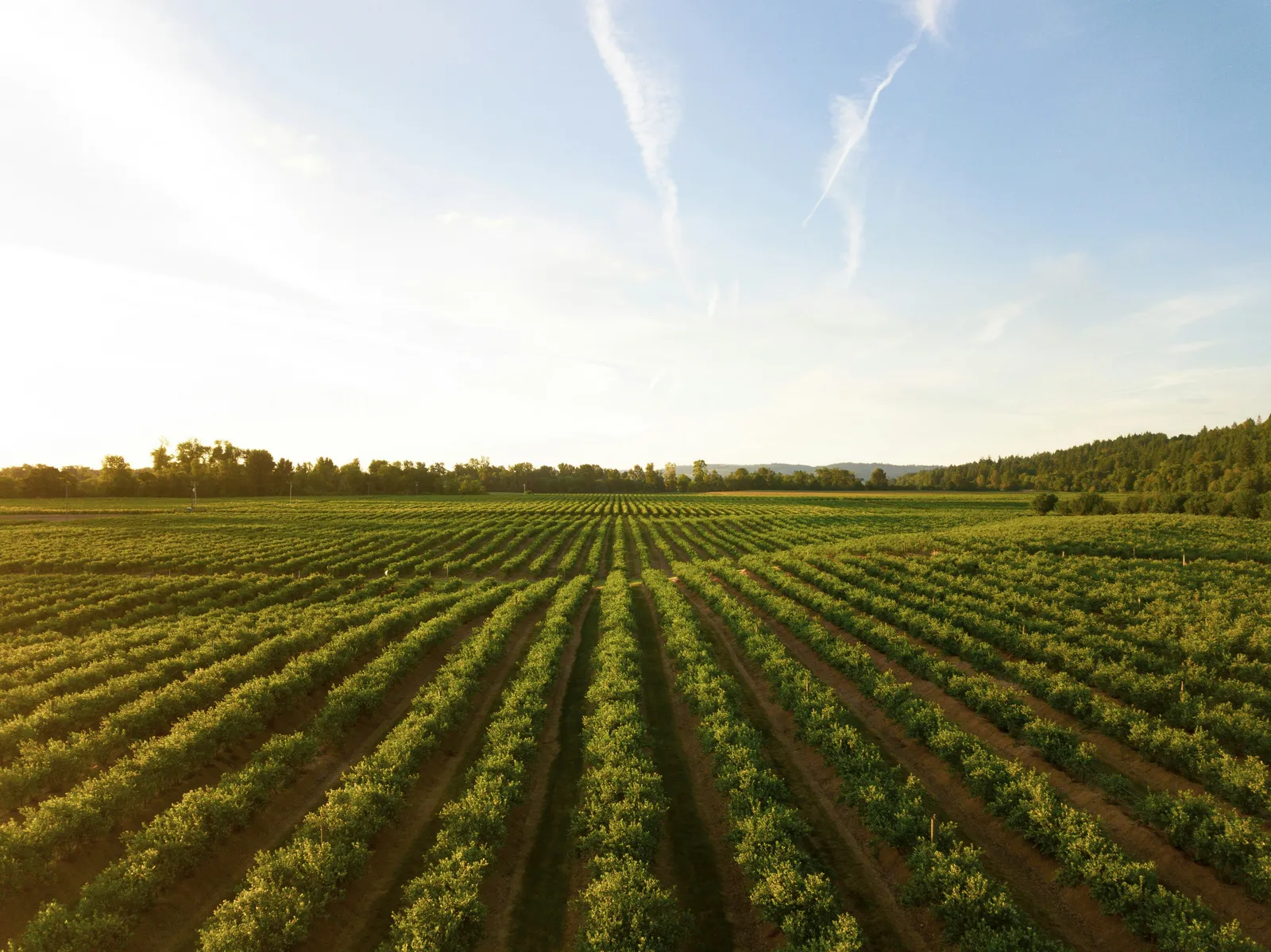Biographica raises £7M for AI-driven crop design