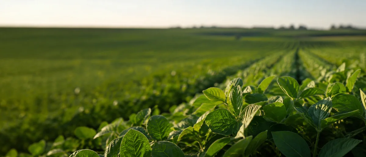 A crop field at close range