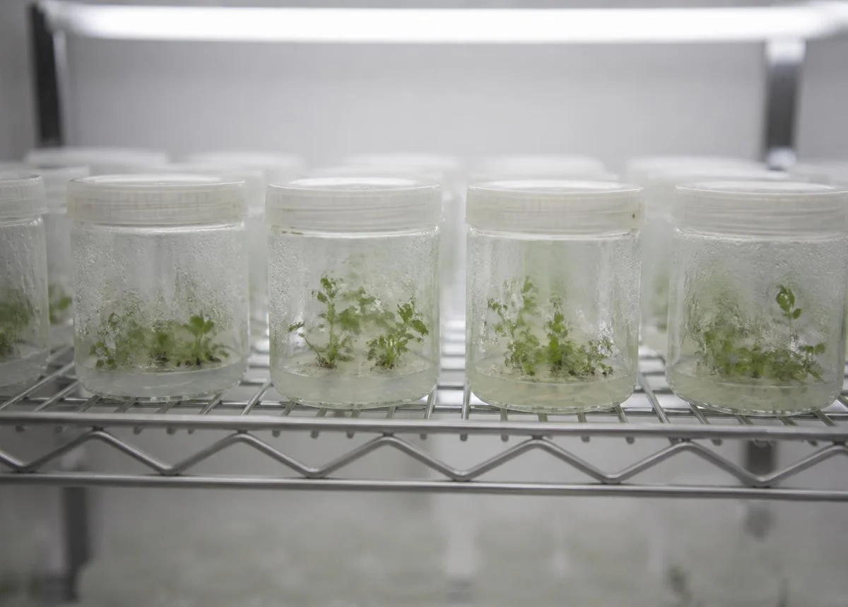 Tissue culture plates in the laboratory