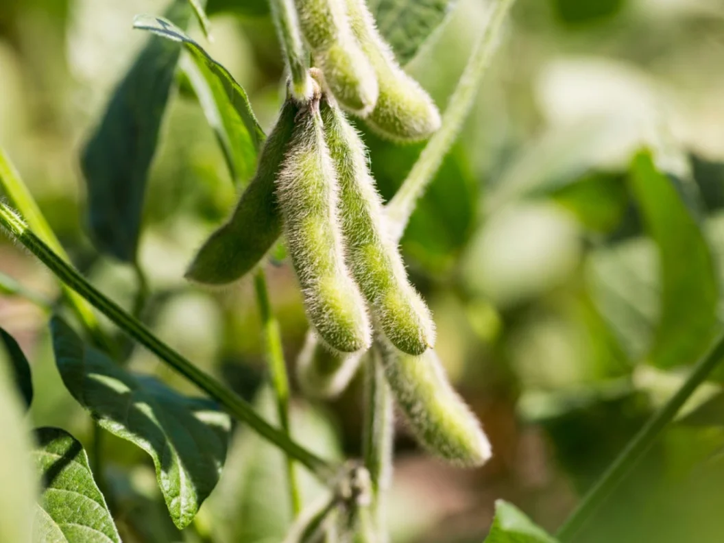 A crop leaf showing signs of disease
