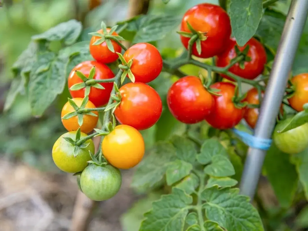 Tomatoes ripening on the vine